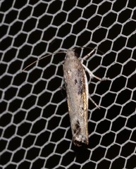 Xylorycta melaleucae