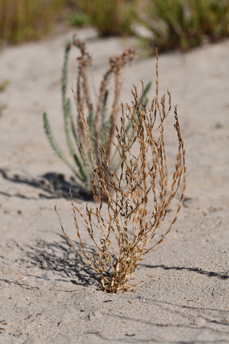 Spiked Centaury (Schenkia spicata)