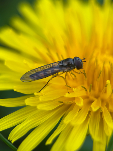 Unknown species found near Marion County, US-OR, US