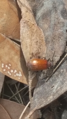 Ecnolagria rufescens