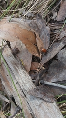 Ecnolagria rufescens