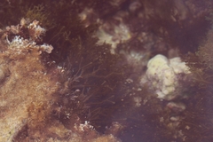 Dictyopteris polypodioides