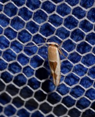 Stathmopoda megathyma