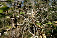 Tillandsia balbisiana