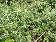 Psoralea sericea, photograph Nicola van Berkel, CC BY-SA, iNaturalist via GBIF