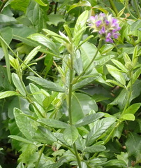 Psoralea sericea, photograph Nicola van Berkel, CC BY-SA, iNaturalist via GBIF