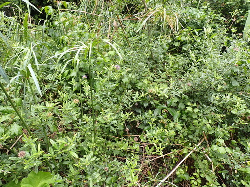Psoralea sericea, photograph 4