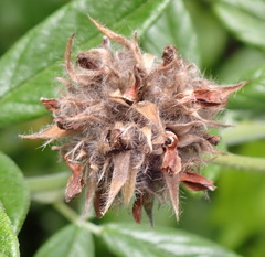 Psoralea sericea