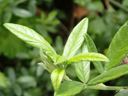 Psoralea sericea, photograph 1