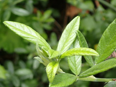 Psoralea sericea, photograph Nicola van Berkel, CC BY-SA, iNaturalist via GBIF