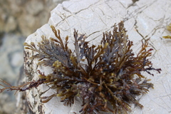 Cystoseira compressa