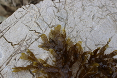 Dictyopteris polypodioides