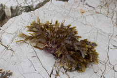 Dictyopteris polypodioides