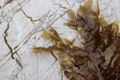 Dictyopteris polypodioides