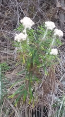 Ozothamnus reticulatus