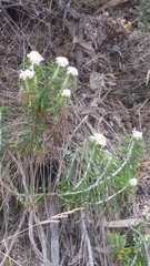 Ozothamnus reticulatus