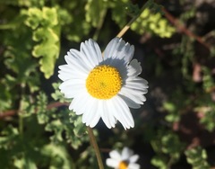 Perityle crassifolia robusta