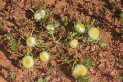 Myriocephalus pluriflorus