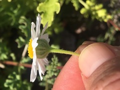 Perityle crassifolia robusta