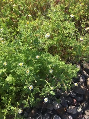 Perityle crassifolia robusta