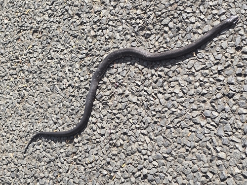 Eastern Small-eyed Snake sighting