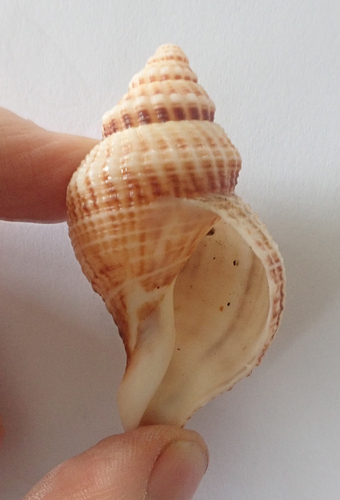 Austrofusus chathamensis, 2025-12-11