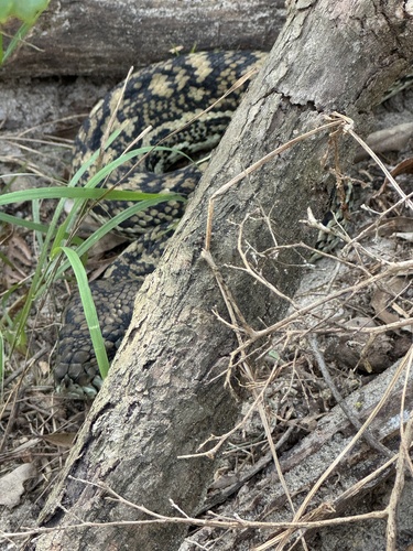 Coastal Carpet Python sighting