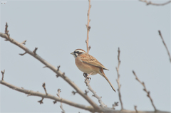 Emberiza cioides