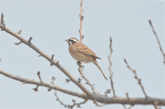Emberiza cioides