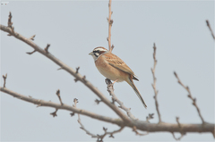Emberiza cioides