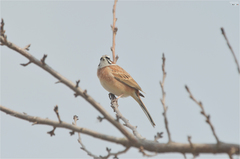 Emberiza cioides