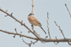 Emberiza cioides