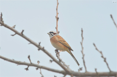 Emberiza cioides