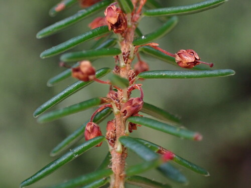 Karatara Heath (Erica priori)
