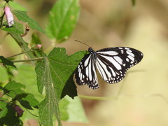 Danaus melanippus edmondii