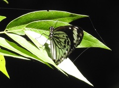 Euploea tobleri