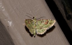 Calluga costalis