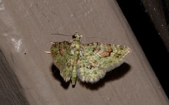 Calluga costalis