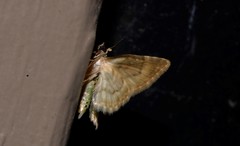 Calluga costalis