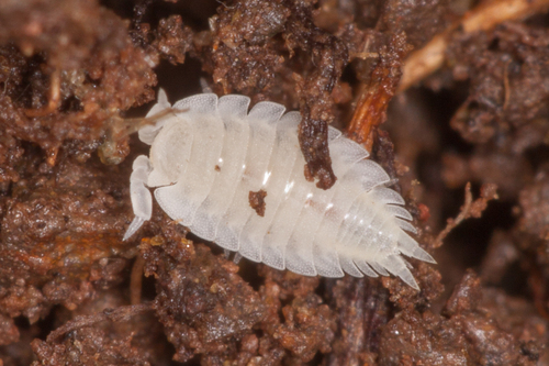 Ant Woodlouse, photo 6 of 10