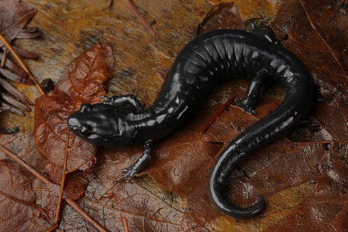Santa Cruz Black Salamander