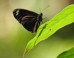 Euploea tulliolus pollita