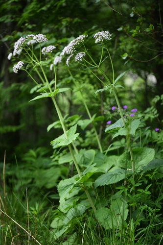 Pyrenean Valerian (Valeriana pyrenaica)