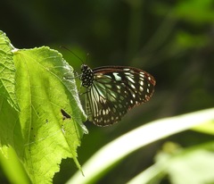 Tirumala hamata orientalis
