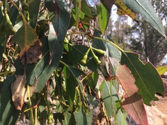 Eucalyptus urnigera
