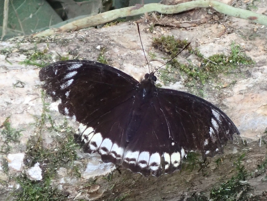 Lexias damalis
