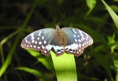 Lexias satrapes