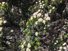 Ozothamnus ledifolius