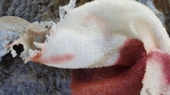 Sarcothalia circumcincta
