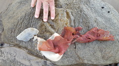 Sarcothalia circumcincta